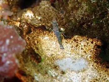 california bay shrimp