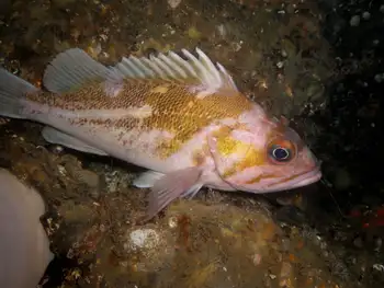 Copper Rockfish