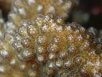 Coral