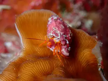 Hermit Crab