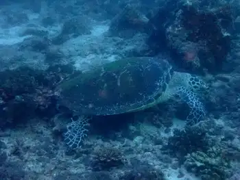 hawksbill sea turtle