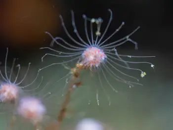 fairy palm hydroid