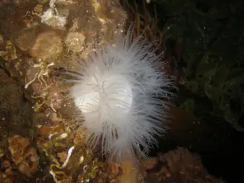 Metridium Anemone