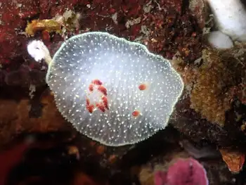 Nanaimo Nudibranch