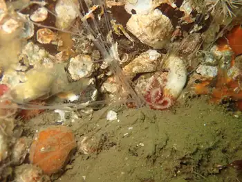 Curlyhead Spaghetti Worm