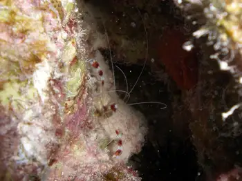 Banded Coral Shrimp