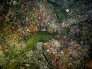 Green Moray Eel