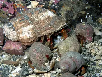 Grainyhand Hermit Crabs