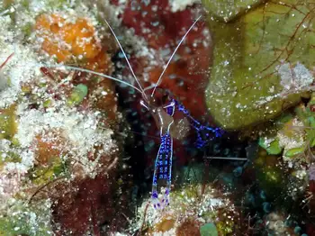 Pederson Cleaner Shrimp
