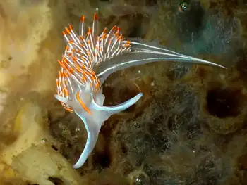 Horned Nudibranch