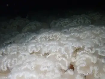 Short Plumose Anemones