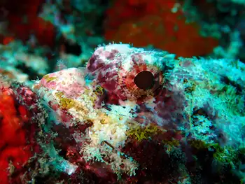 Bearded Scorpion Fish