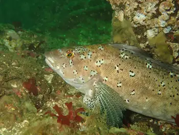 Male Kelp Greenling