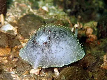 Nanaimo Nudibranch