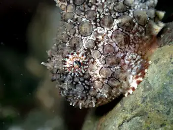 Spiny Lumpsucker