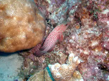 Tiger Grouper