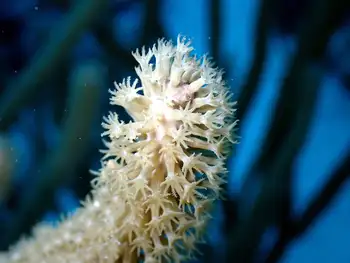 Coral