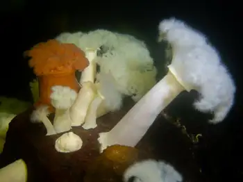 Metridium Anemones