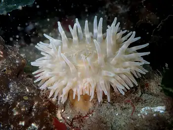 Swimming Anemone