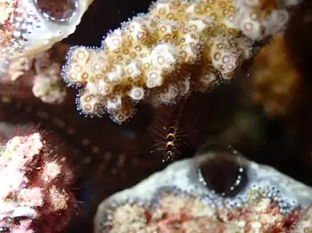 brown gold brittle star