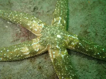 Mottled Star