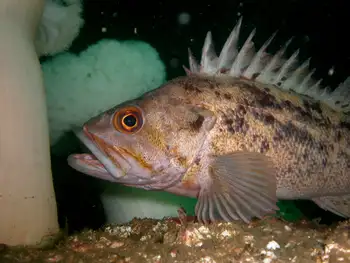 Rockfish