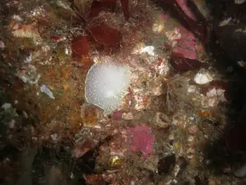 Yellow Margin Dorid