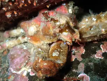 Longhorn Decorator Crab