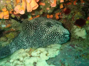 guineafowl pufferfish