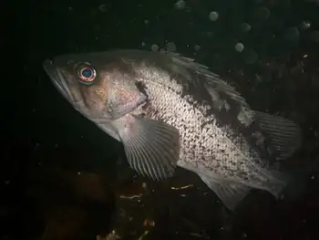 Black Rockfish
