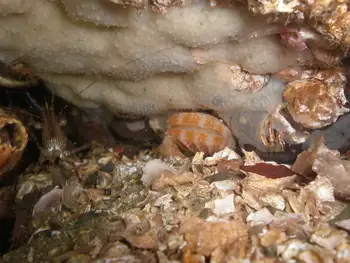 Smooth Pink Scallop
