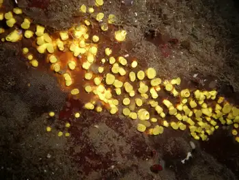 Yellow Boring Sponge