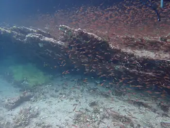 Cardinal Fish