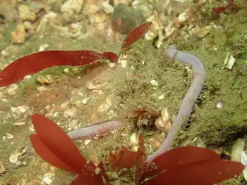 Sea Nymph