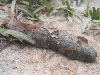 Mexican Sea Cucumber