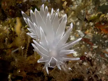 Alabaster Nudibranch