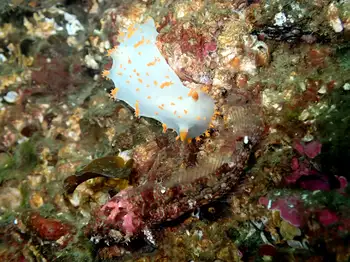 Sculpin