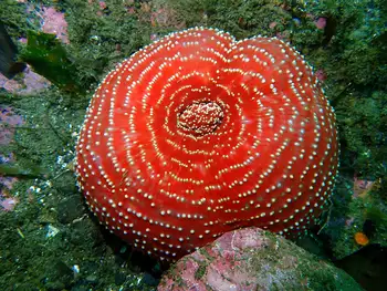 white spotted rose anemone