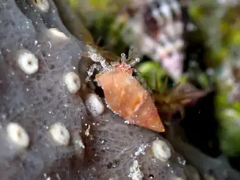 reticulated hermit crab
