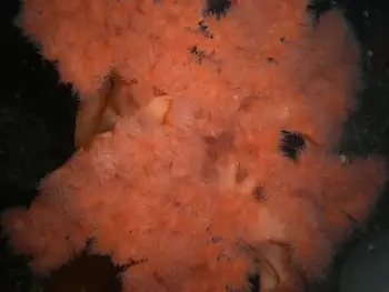 Metridium Anemone