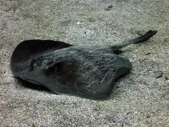 Stingray