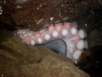 Giant Pacific Octopus