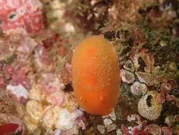 Red Sponge Dorid