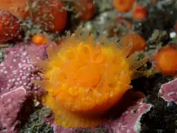 Anemone