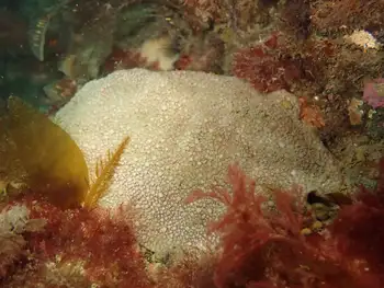 Gumboot Chiton