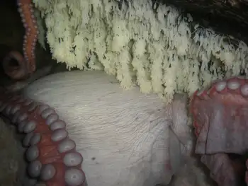 Eggs Giant Pacific Octopus