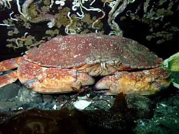 Red Rock Crab