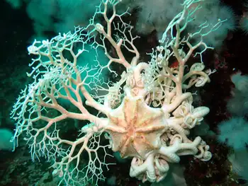 Pacific Basket Star