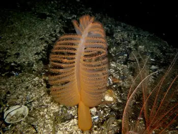 Ptilosarcus gurneyi Sea Pen