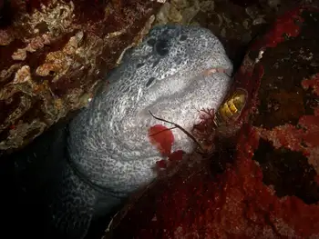 Wolf Eel